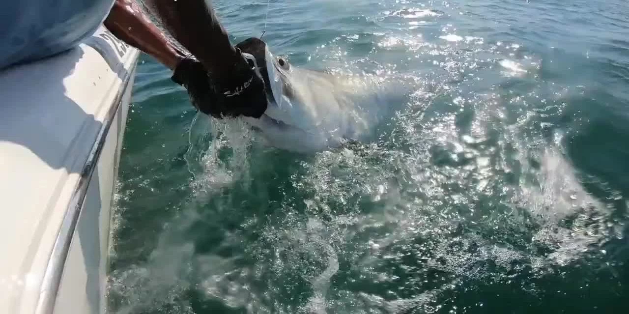 Εκπληκτικό βίντεο: Καρχαρίας αρπάζει το ψάρι μέσα από τα χέρια έκπληκτου ψαρά!